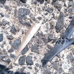 エギングロッドでちょい投げ