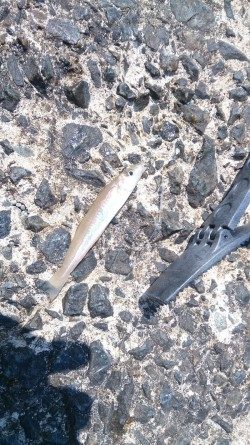 エギングロッドでちょい投げ