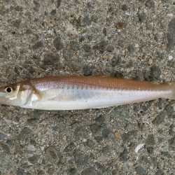 初めてのキス釣り