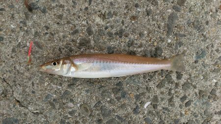 初めてのキス釣り