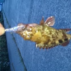 まだアジはいません