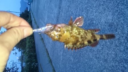 まだアジはいません