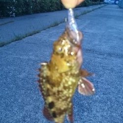 まだアジはいません