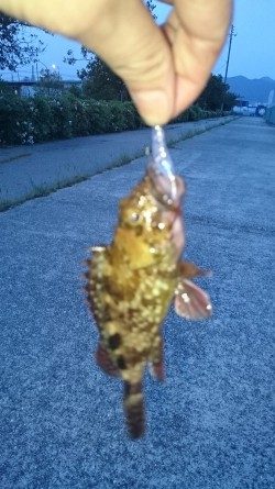 まだアジはいません