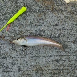 強風の中でのキス釣り