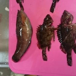 メバルは何処えー