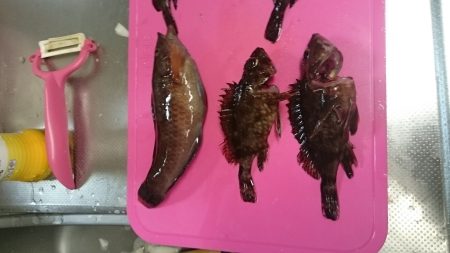 メバルは何処えー