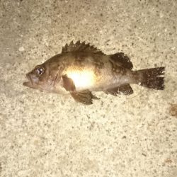 久しぶりのメバル