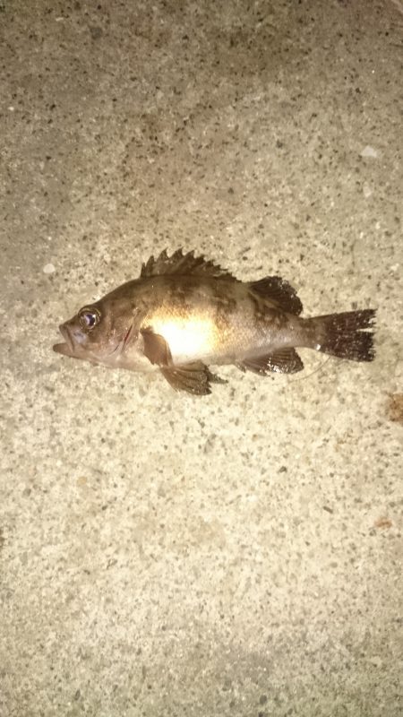 久しぶりのメバル