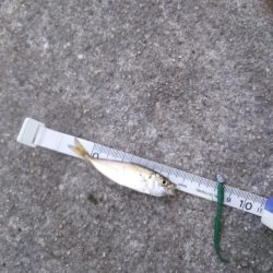 極小豆アジング