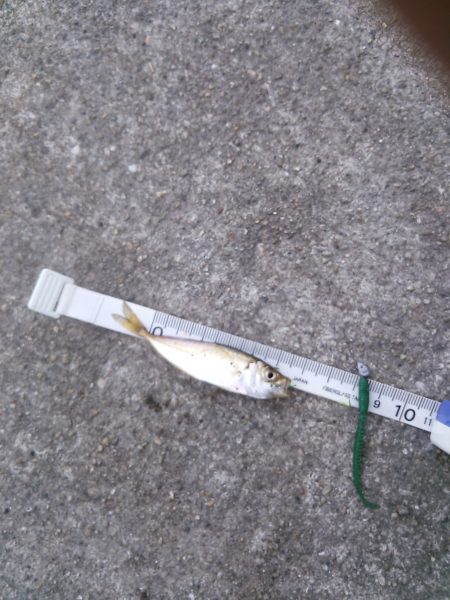 極小豆アジング