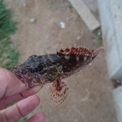 愛しのアジくーん