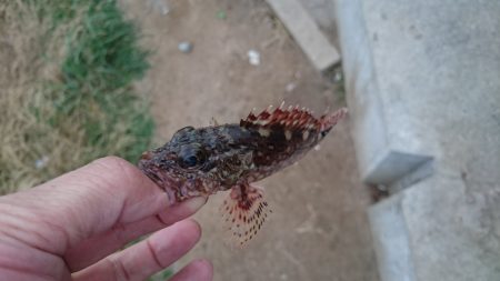 愛しのアジくーん