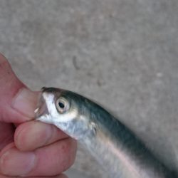 今晩のおかずです