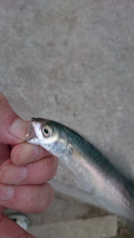 今晩のおかずです