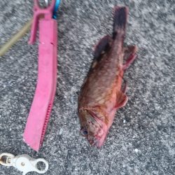 とりあえず ガシラ でしょ