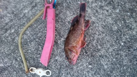 とりあえず ガシラ でしょ