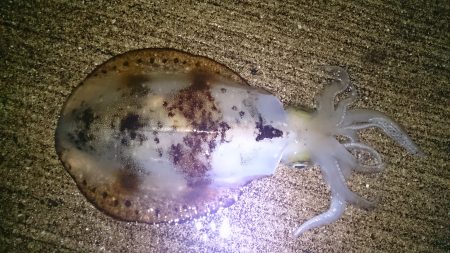 雨でもエギング