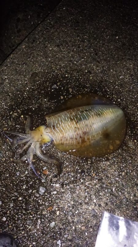 いい当たりでした。