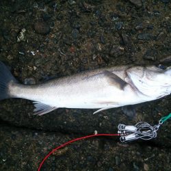 雨後のシーバス