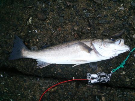 雨後のシーバス