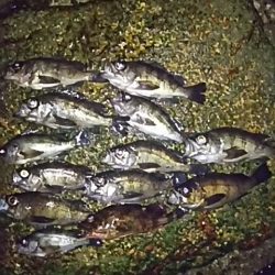 まだまだメバル行けます!