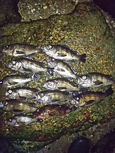 まだまだメバル行けます！