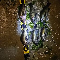 メバルが少しお休みなようで。