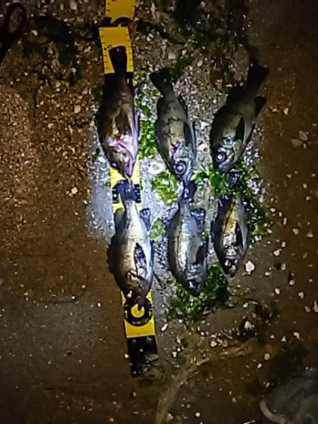 メバルが少しお休みなようで。