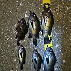 魚は、元気です。