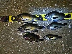 魚は、元気です。