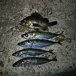 メバルが居ない・・・