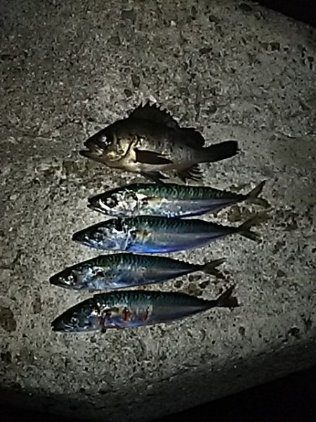 メバルが居ない・・・