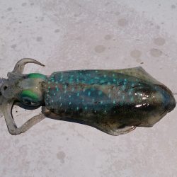 秋イカサイズGet