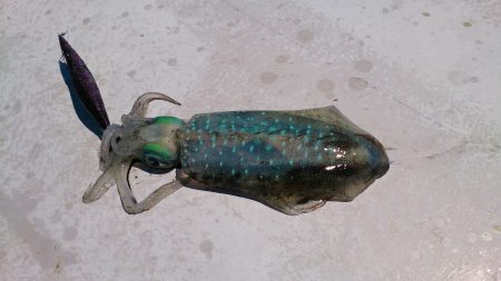 秋イカサイズGet