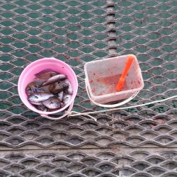 スズメダイが午後入れ食いに！