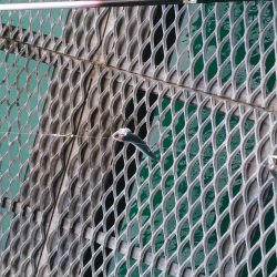 豆アジがなんと3桁の釣果