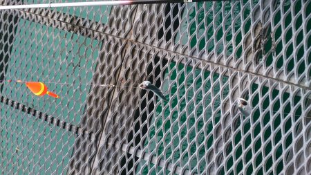 豆アジがなんと3桁の釣果