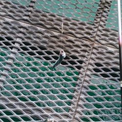 豆アジがなんと3桁の釣果