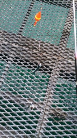 豆アジがなんと3桁の釣果