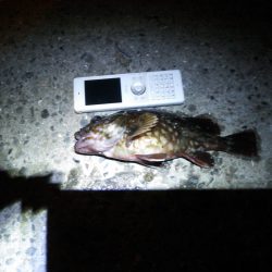 アジング狙いにガシラヒット