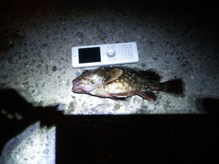 アジング狙いにガシラヒット