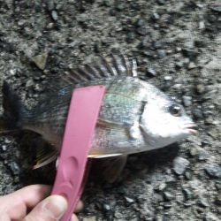 エサ釣りでチヌ釣り