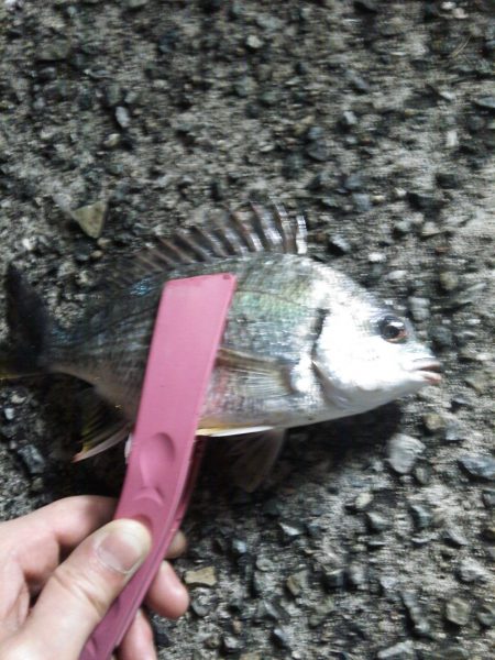 エサ釣りでチヌ釣り