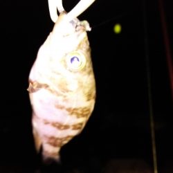 小メバルと遊びました