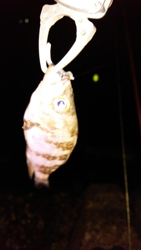 小メバルと遊びました