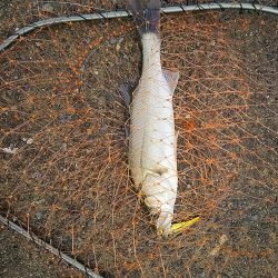 セイゴに遊んでもらいました