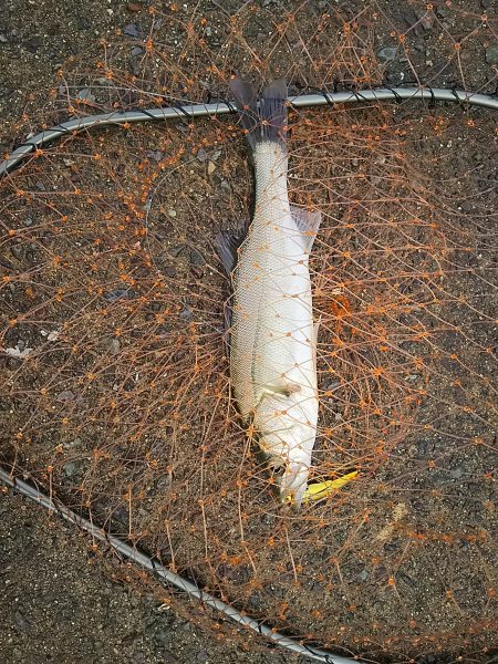 セイゴに遊んでもらいました