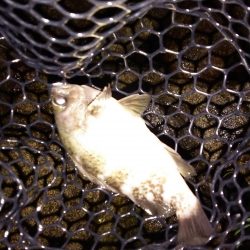 短時間メバリング