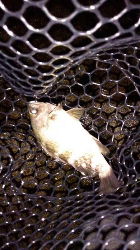 短時間メバリング